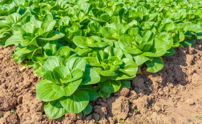 土壤养分速测仪可分析出施肥量实际状况选择合适的有机肥