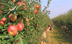 高智能土壤养分快速检测仪检测苹果园土壤养分丰缺
